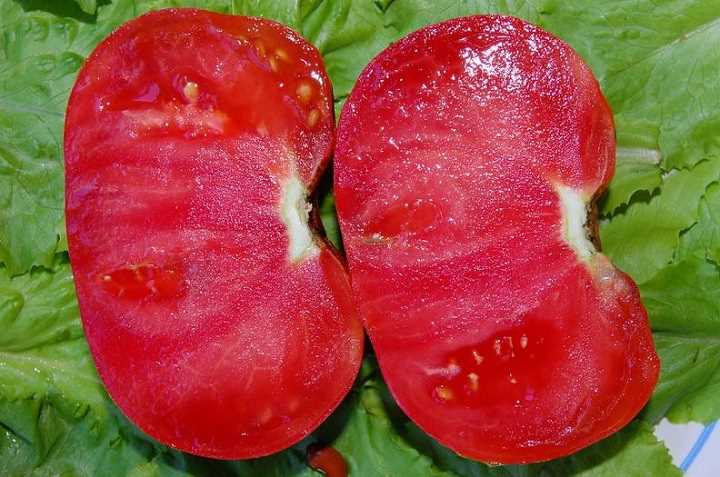 редкий сорт помидора