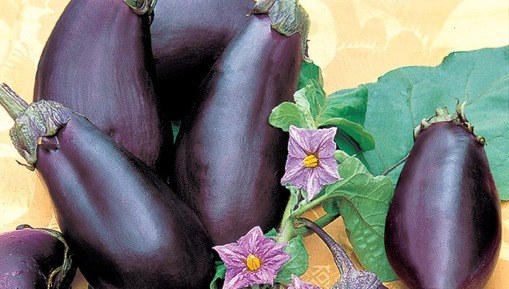 Плоды баклажана Робин Гуд и его цветки