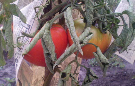 скручиваются листья у помидор