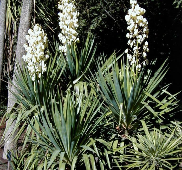 Юкка отвороченнолистная (Yucca recurvifolia)