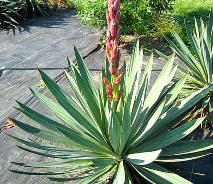 Юкка славная (Yucca gloriosa)