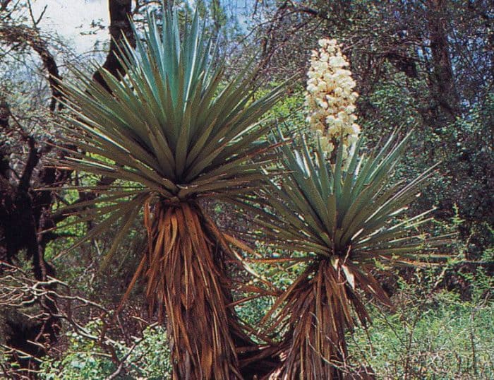 Юкка Шотта (Yucca schottii)