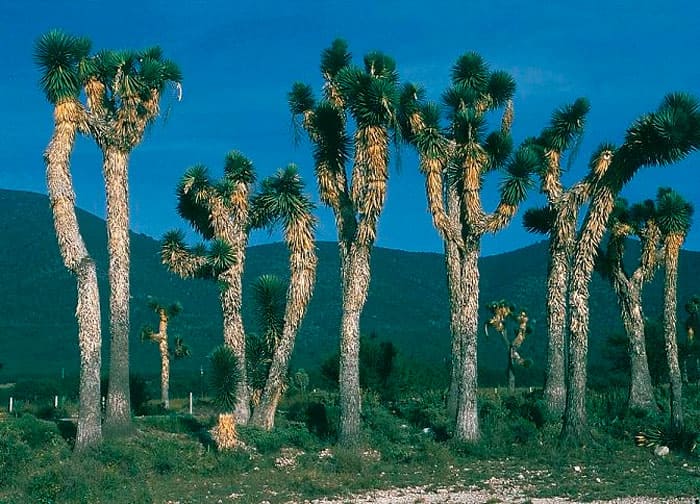 Юкка южная (Yucca australis)