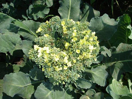 brokkoli-v-cvetu