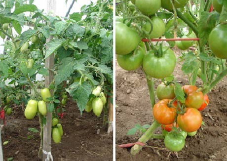 выращивание помидор