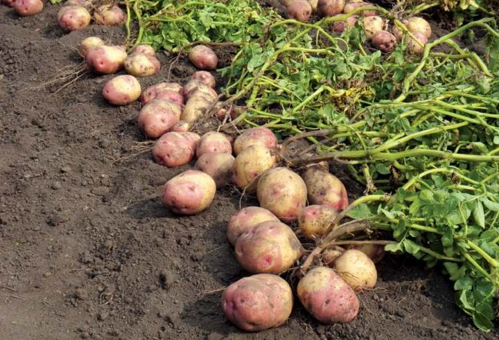 хороший урожай картошки