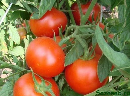 хороший урожай помидоров на кусте