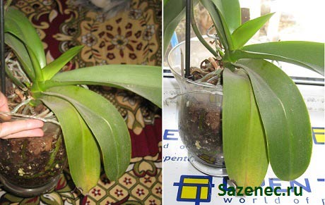 По каким причинам опадают бутоны у орхидеи