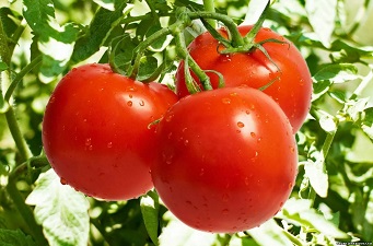фото томатов на ветке