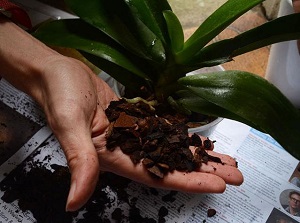 пересадка орхидеи фото