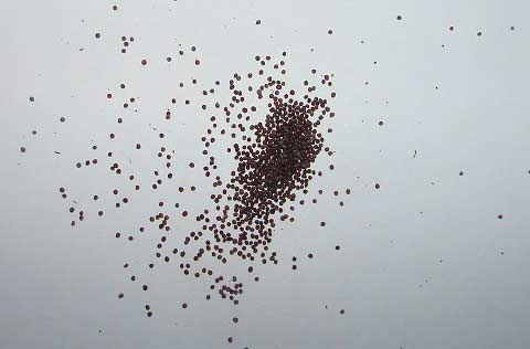 обычные семена петуний фото
