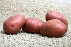картофель с розовой кожурой фото