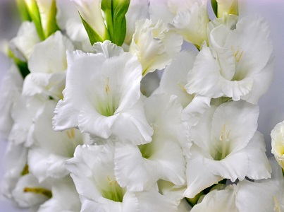 фото цветов белых гладиолусов