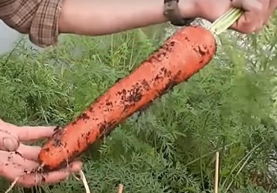 фото большой морковки