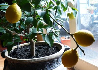 деревце лимона с плодами