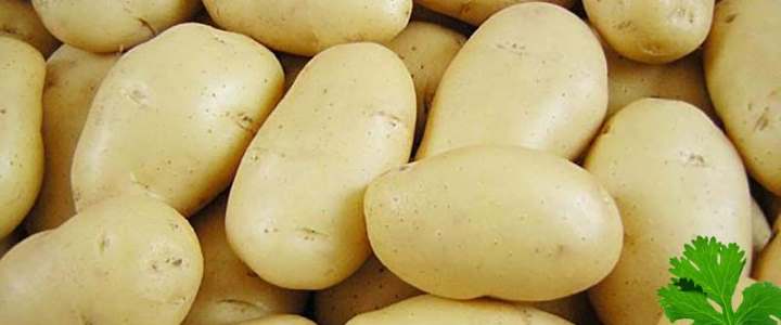 сорт картофеля Импала