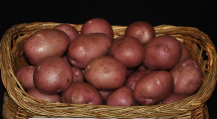 Сорт картофеля Рокко