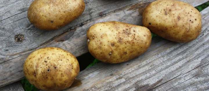 Сорт картофеля Удача