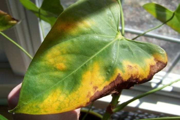 Есть вопрос: почему у комнатных растений желтеют листья и как с этим бороться?