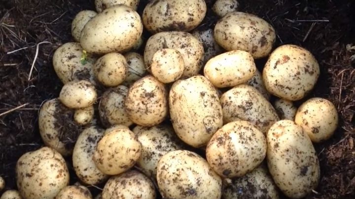 Урожай картофеля в мешке