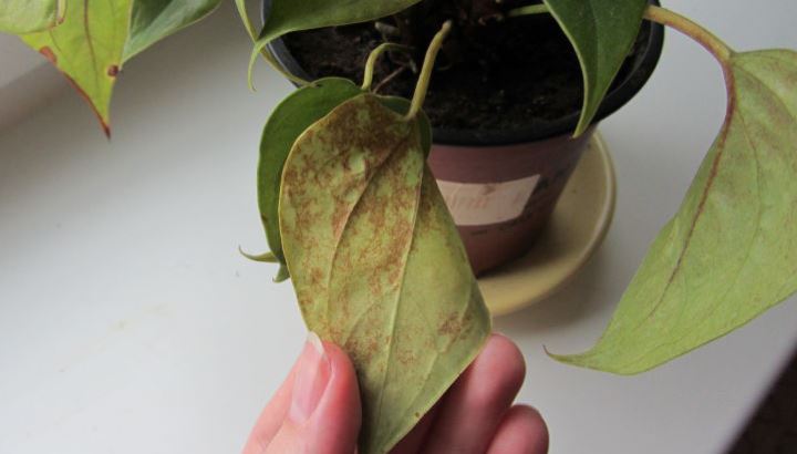 Почему сохнут листья у антуриума и как обеспечить правильный уход за ним в домашних условиях?