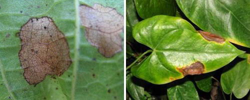 Антуриум поражен грибковым заболеванием - листья с пятнами