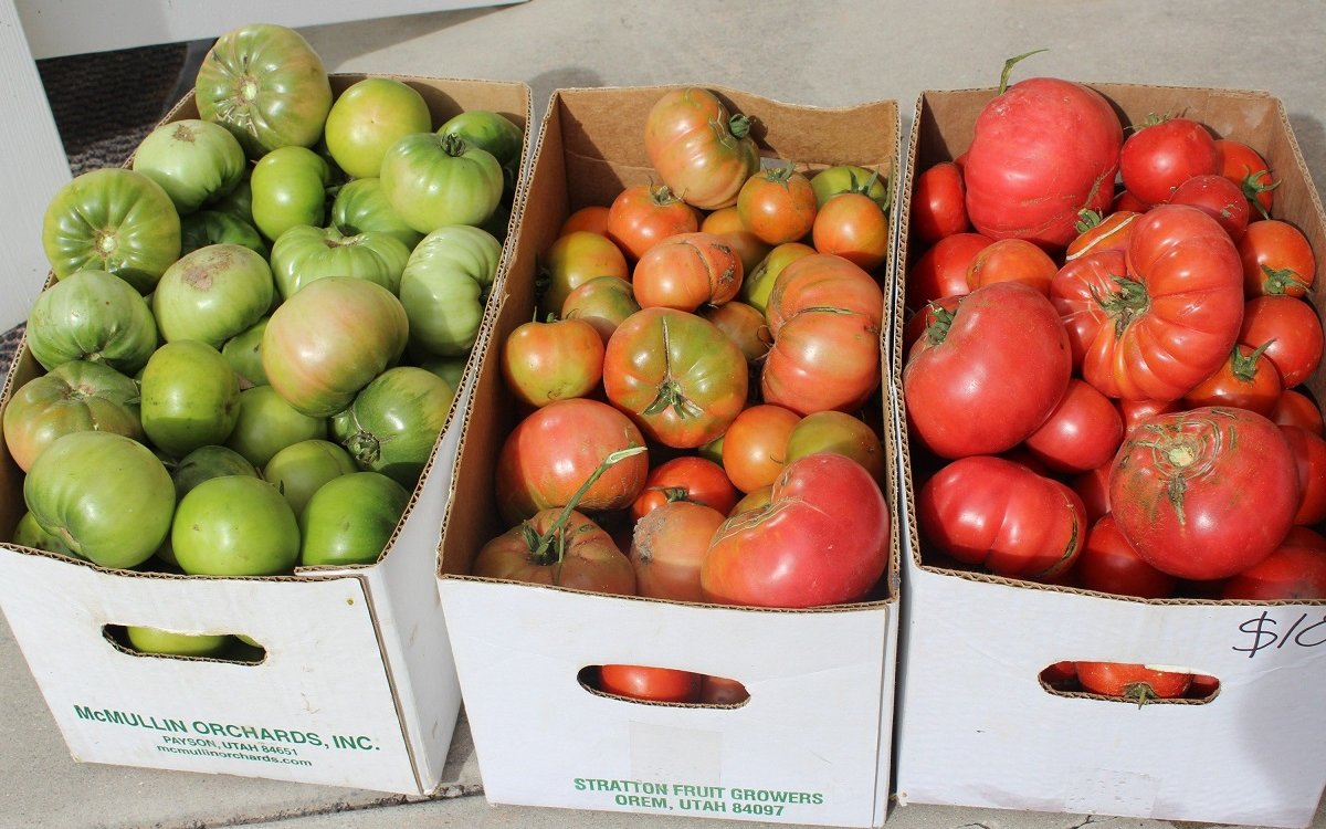 томаты для дозревания, рассортированные по коробкам