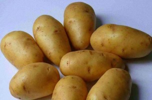 среднепоздний сорт картофеля Лорх