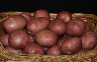 картофель рокко